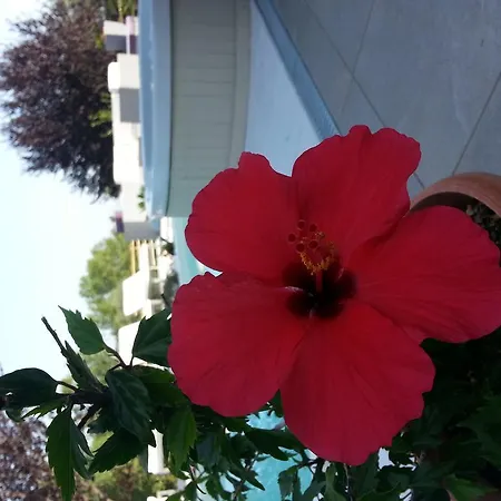 Alsogno